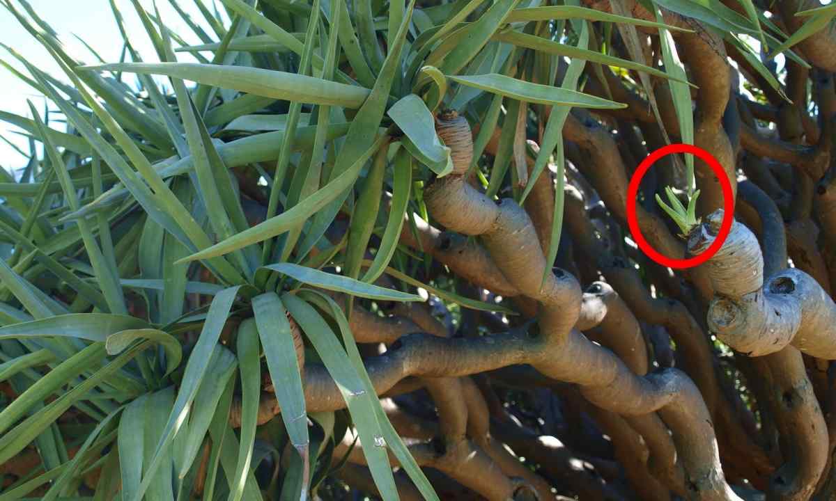 Why the dragon tree has lowered leaves
